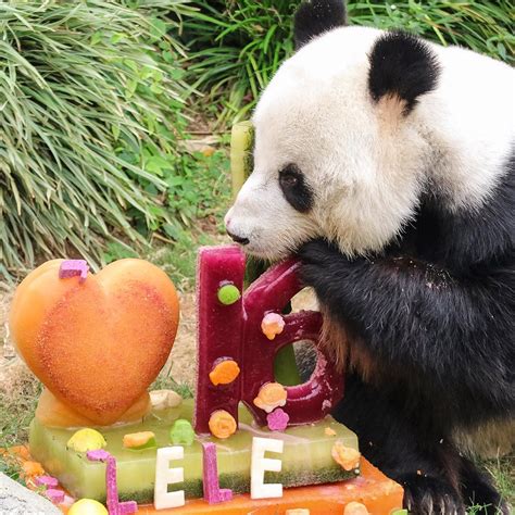 Oldest Male Panda In Captivity Celebrates 35th Birthday With Bamboo
