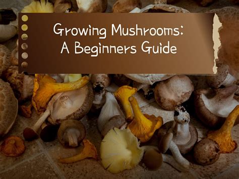 How To Grow Mushrooms At Home A Practical Beginners Guide