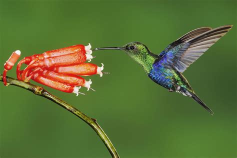 Pollinator Partners Hummingbirds