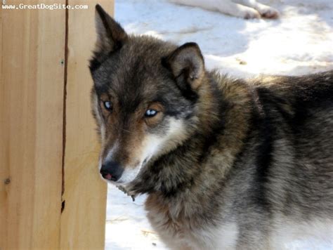 Pics Photos Siberian Husky Wolf Hybrid Puppies