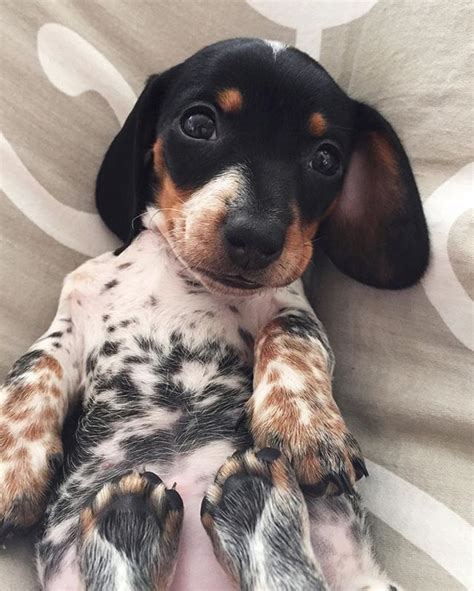 🌟we ❤ dachshund uniquely designed dachshund shirts 🌟printed in the usa 🌟100% satisfaction guaranteed! Pinterest : @ starlarayne | Baby animals, Dachshund puppies