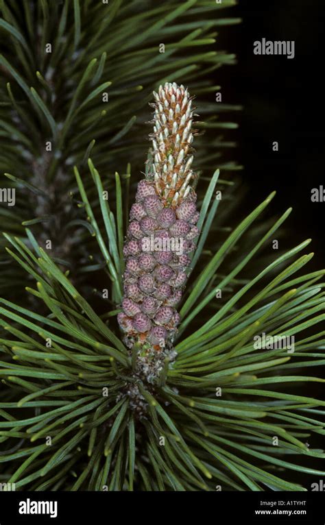 New Growth Female Flower On Scots Pine Tree Pinus Sylvestris Stock