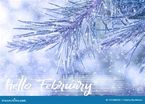 Hello February Greeting Card Winter Holidays Concept Fir Branches In