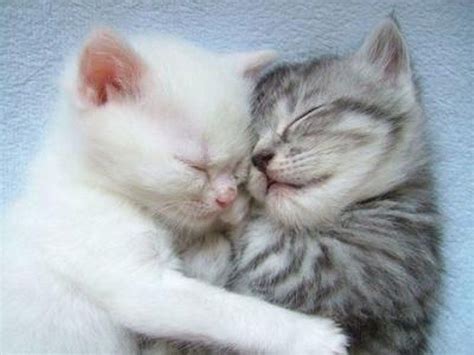 Two Cute Sleeping Kittens Hugging Each Other ♥ Cute