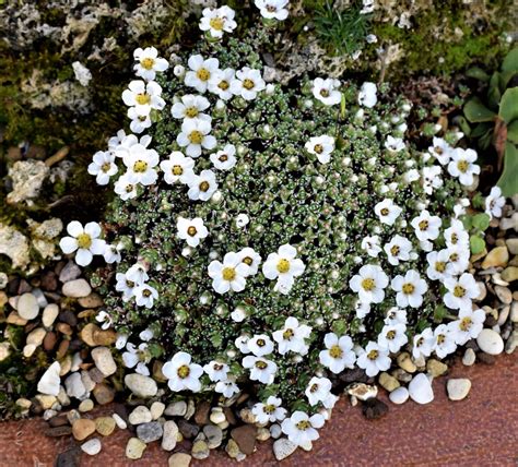 Early Flowering Plants In Northumberland Alpine Garden Society
