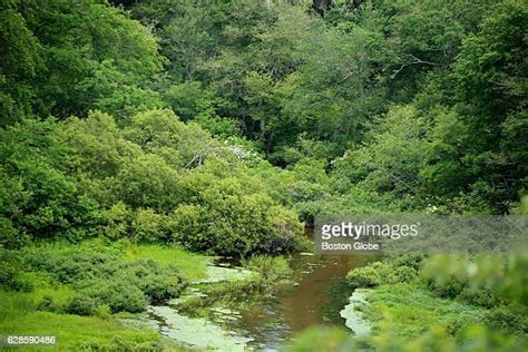 Mashpee River Photos And Premium High Res Pictures Getty Images