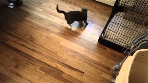 Cat Gets Dizzy After Spining At Sonic Speeds Youtube