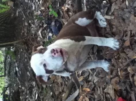 You are the #1 breeder with color, structure and temperament without. white pitbull puppies!! for Sale in Lake Wales, Florida ...