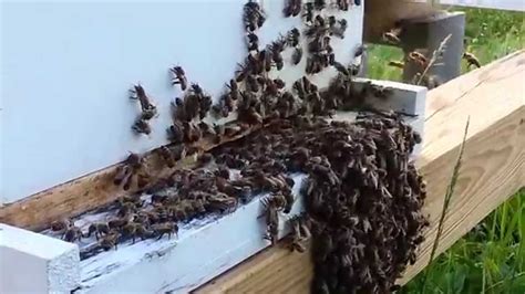 Bees Bearding On Hive Youtube