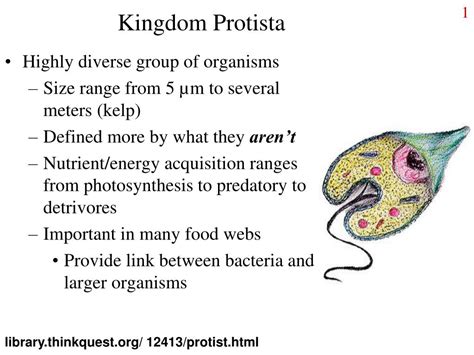 Kingdom Protista Examples Organisms