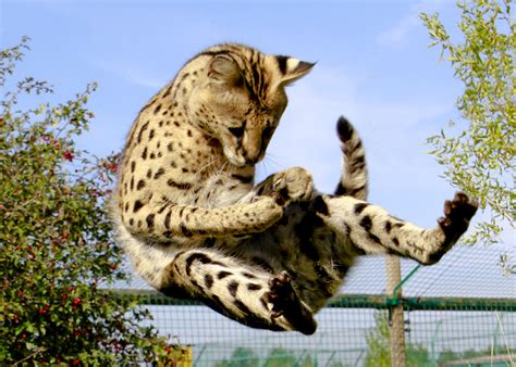Serval Serval Jumping For Food Whf Mike Seamons Flickr