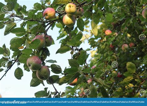 Apples On The Branches Of A Tree Apple Orchard Stock Image Image Of