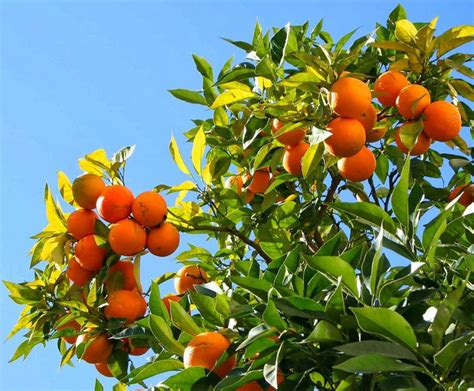 Naranjo Citrus Sinensis — Verdify