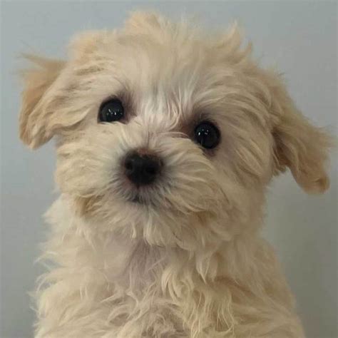Schnoodle Puppy For Sale Heavenly Puppies