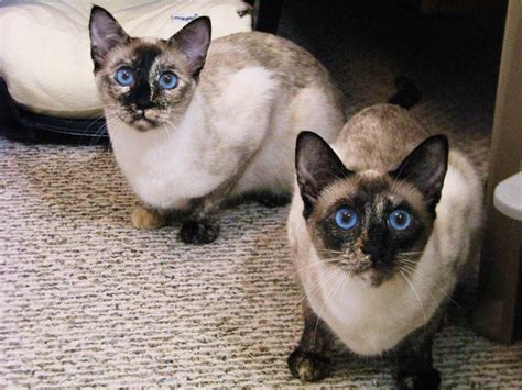 Permes Mirabella Seal Tortie Point Siamese Siamese Cats
