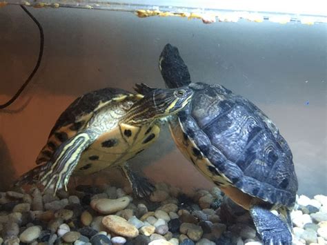 Yellowbellied Slider Facts And Pictures