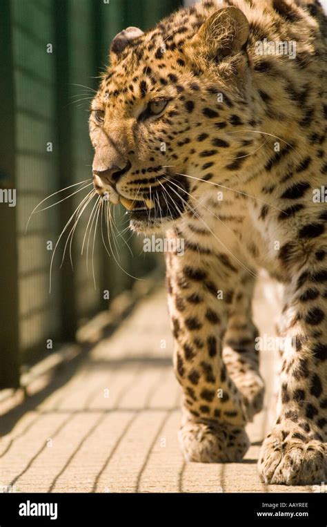 Amur Leopard Tail Hi Res Stock Photography And Images Alamy