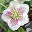 Buy Helleborus Pretty Ellen White Lenten Rose In The UK