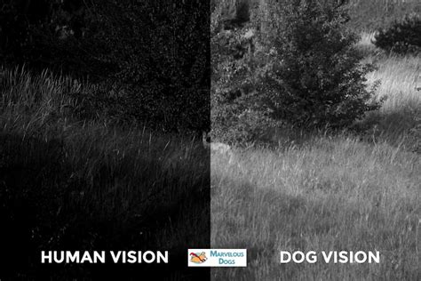 What Do Dogs See 10 Dog Vision Examples Marvelous Dogs