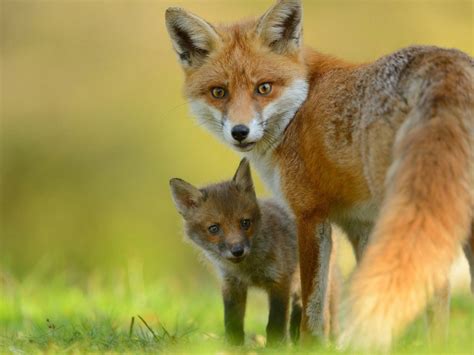 Redfall, screenshot, e3 2021, 4k. Red Fox & Cute Little Fox Hd Wallpaper : Wallpapers13.com