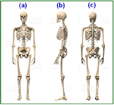 Bone Structure And Skeletal System Of Human Body A Anterior Front