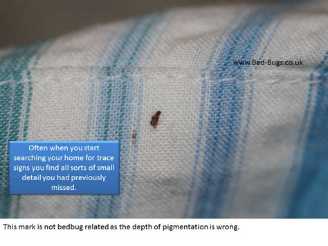 Signs Of Bed Bugs How To Know If You Have Bed Bugs