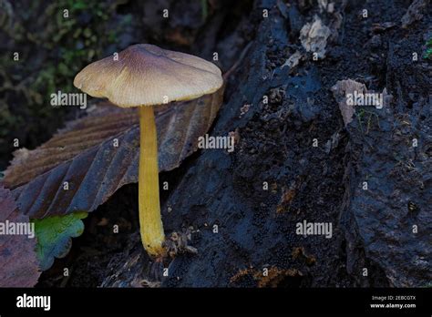 El Pluteus romellii es un hongo no comestible una foto intrépida