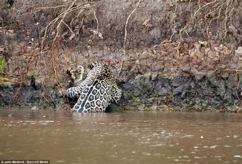 Leen Gillis Video Shows A Jaguar Attacking A Caiman In Brazil Daily