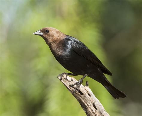 Brown Headed Cowbird Chicago Photograpy Passerine