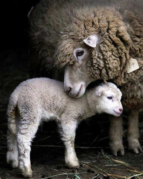 30 Best Images About Mothers And Babies In The Animal World On