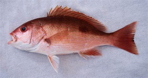 Cute Red Snapper Photo And Wallpaper Cute Cute Red Snapper Pictures