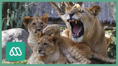 Nacen Cuatro Crías De León En Zoológico Metropolitano Youtube