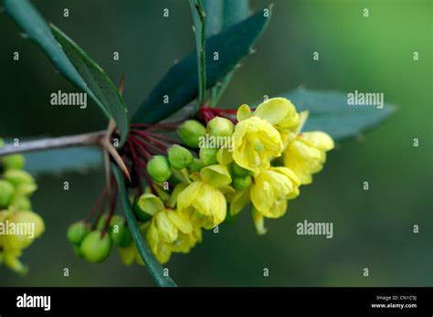 Berberis Pruinosa Spring Yellow Flowers Evergreens Shrubs Petals Plant