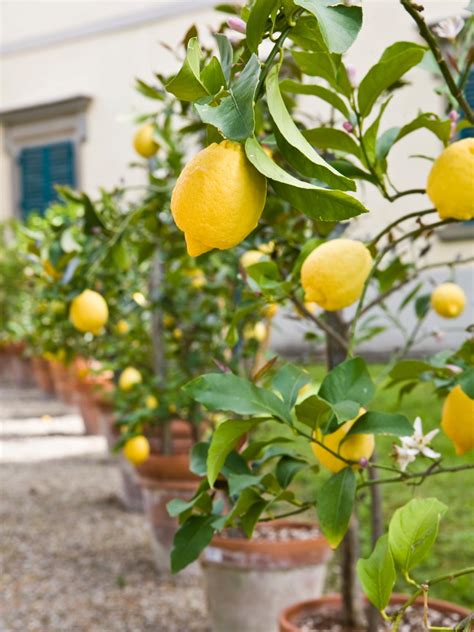 Varieties include 'arkin,' 'fwang tung,' 'kari' and 'sri kembangan.'. Growing Fruit Trees in Containers | HGTV