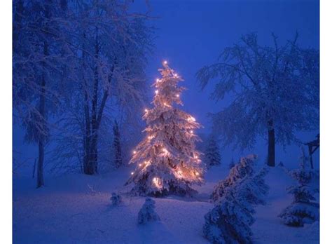 Snow Covered Christmas Tree 427307 Christmas Tree Illuminated In