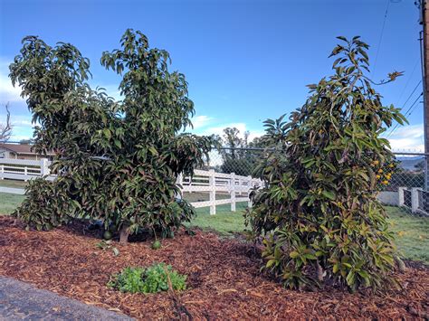If your tree is a seedling, you may simply have to wait until it matures to reap the benefits of harvesting any avocados for guacamole or smoothies. How long until an avocado tree fruits? - Greg Alder's Yard ...