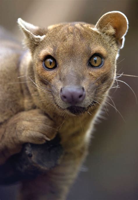 10 Cool Things About The Fossa Animaltalk
