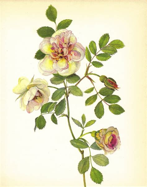 Buy vintage botanical art prints and get the best deals at the lowest prices on ebay! Rose Print Floral Vintage Flower Print Wall Decor Art