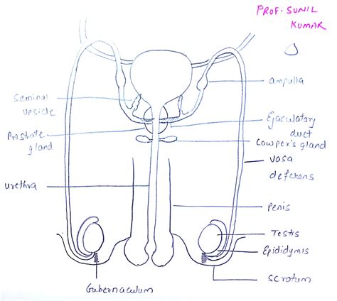 Draw A Labelled Diagram Of A Human Male Reproductive System Sarthaks Images