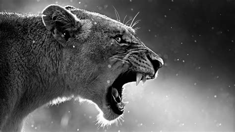 A collection of the top 44 roaring lion wallpapers and backgrounds available for download for free. iPhone X Wallpaper Screensaver Background 044 Lion Ultra ...