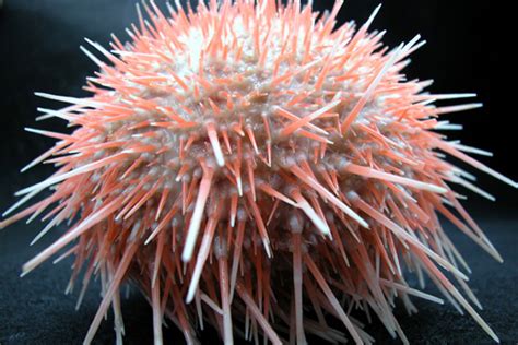 Life On The Edge Beautiful Pale Orange Sea Urchin