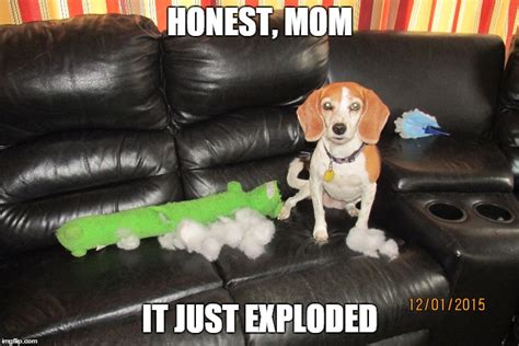 Dog Couch Exploded Meme
