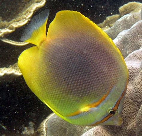 Pin On Butterfly Fish