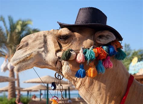 Gin gushed and beer flowed as people toasted the close of america's rooted in the temperance movement of the 1800s, prohibition, by its end, was not popular and people protested it with signs, such as 'we want beer,' and 'i'm no camel i want beer.' Funny Camel Photos