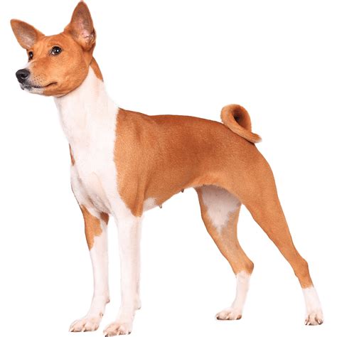 Basenji Dog Breed Information Dognomics