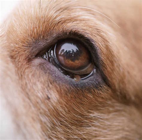 9 Lumps Often Found On Dogs Eyes Photo Gallery