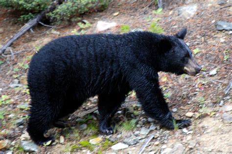 American Black Bear Nature Of The World Wiki Fandom