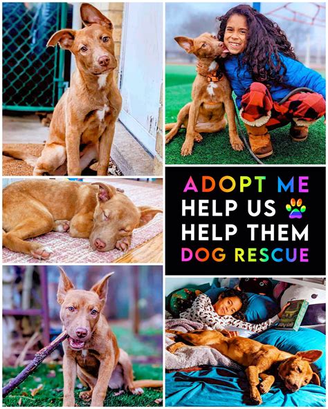 ️🧡💛 Please Shere To Help Us Help Them Dog Rescue