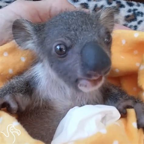 Orphaned Koalas Get Ready To Go Back To The Wild Koalas Cutest