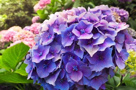 Beautiful Purple Flowers Of Hydrangea Macrophylla Or Hortensia In The